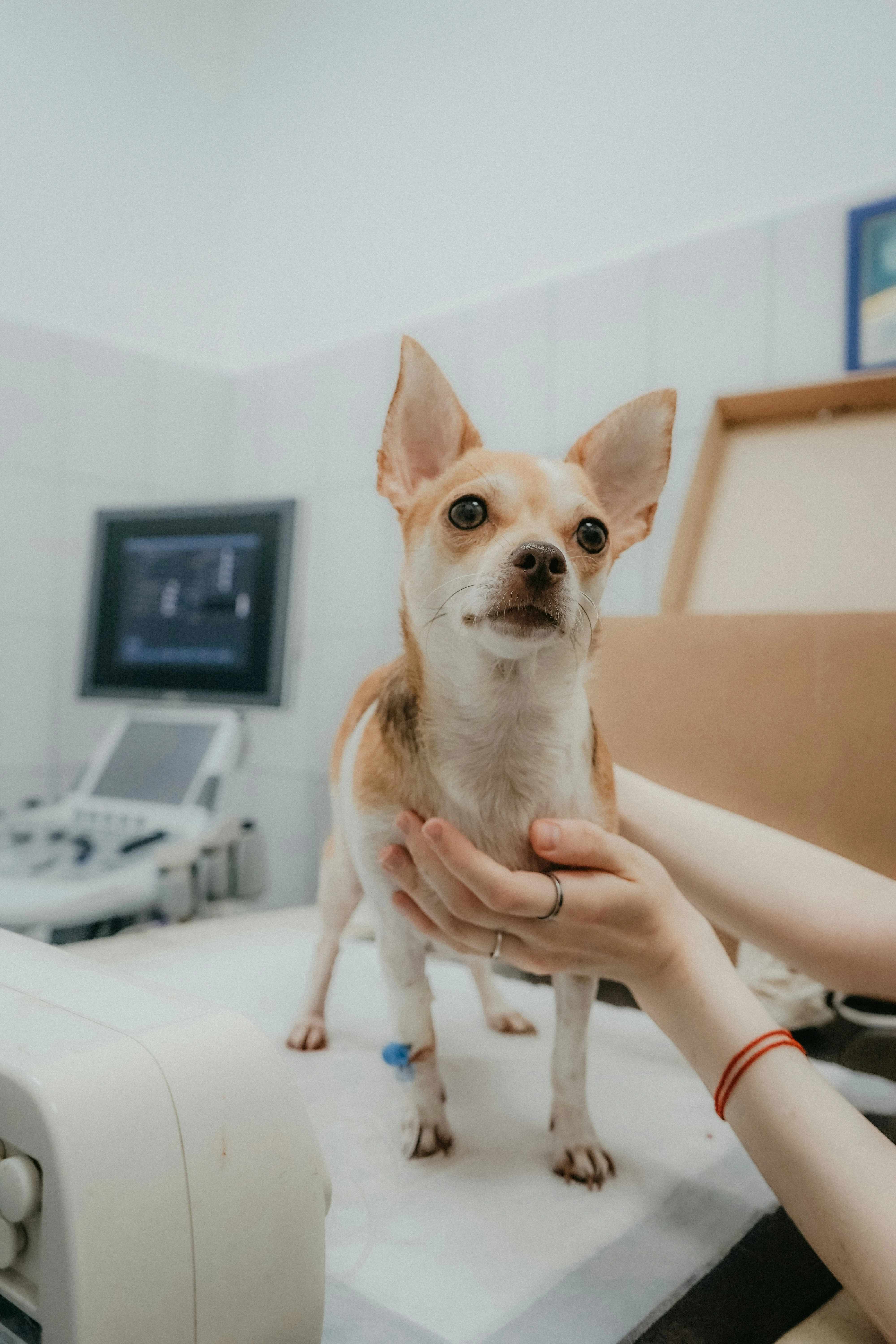 Chien en clinique vétérinaire, tenu pendant un examen médical