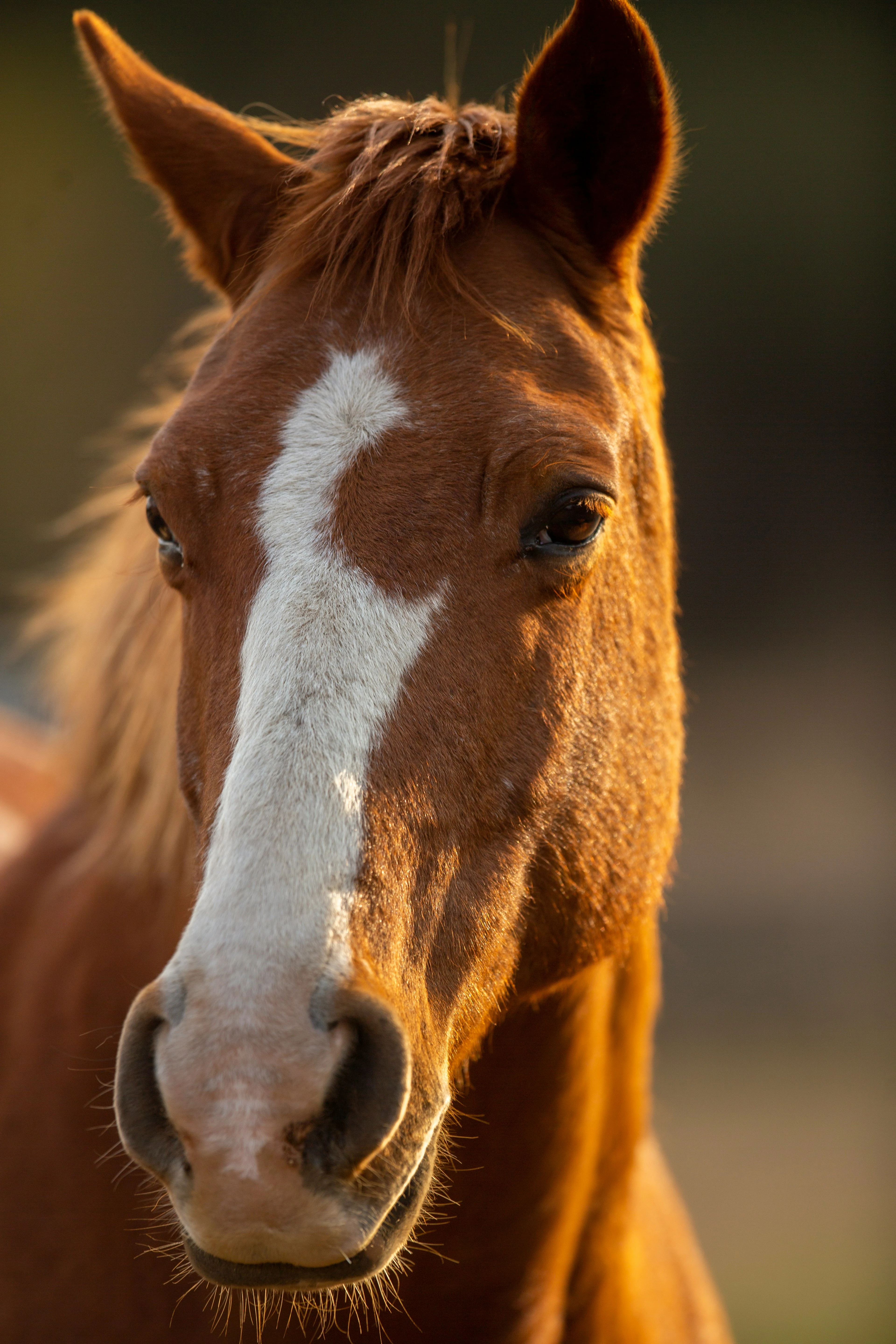 Portrait d'un cheval bai avec une tâche blanche sur le chanfrein, sous le soleil