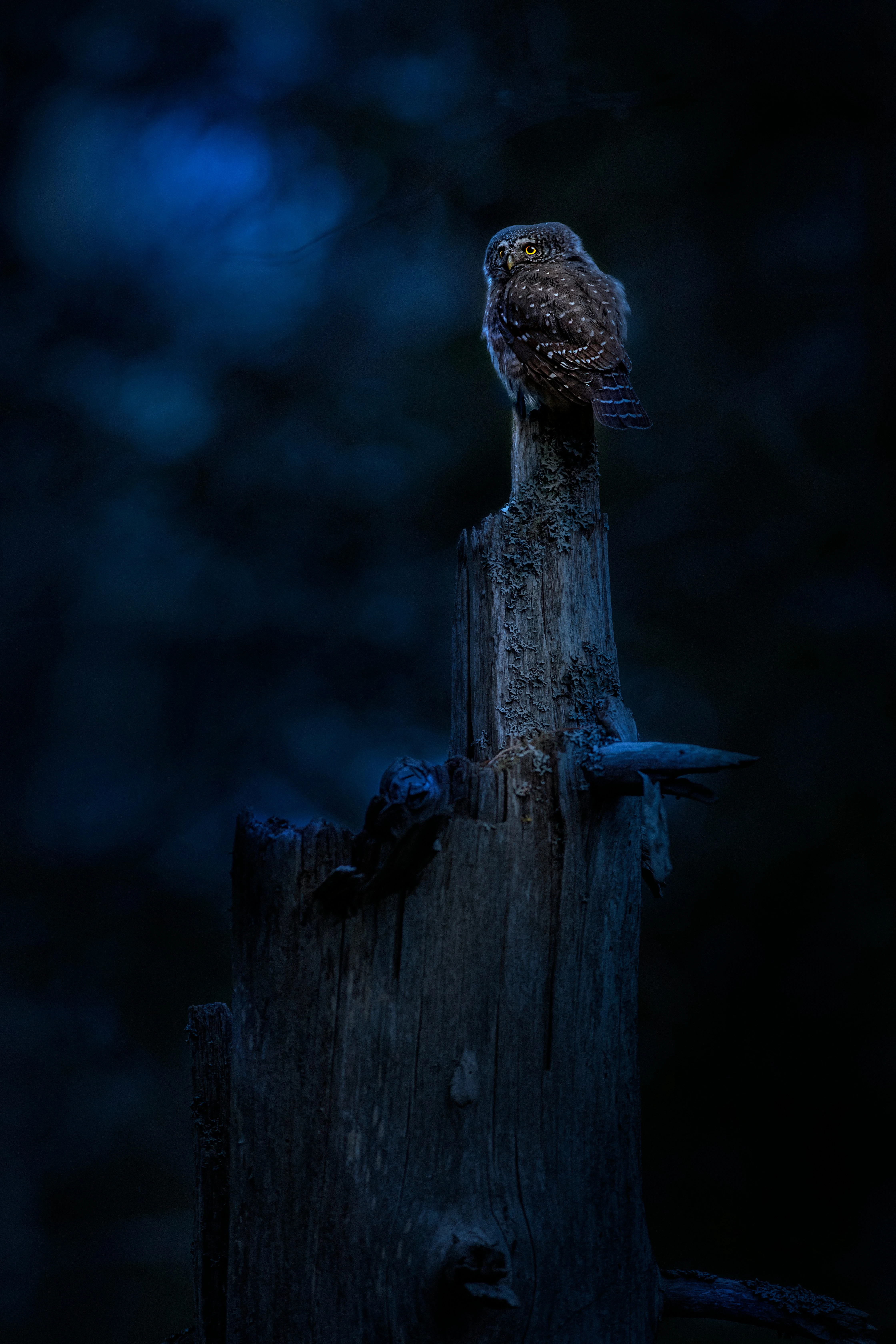 Hibou perché sur un arbre au milieu de la nuit, il nous tourne le dos mais regarde dans notre direction